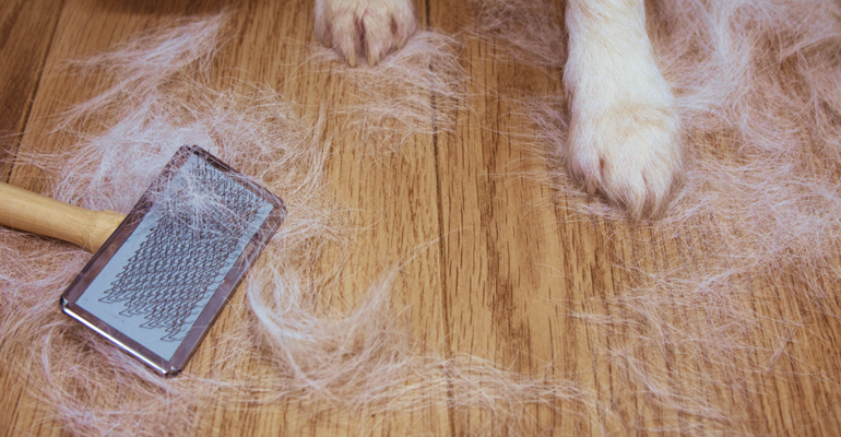 Best way to clean dog hair off wood floors best sale